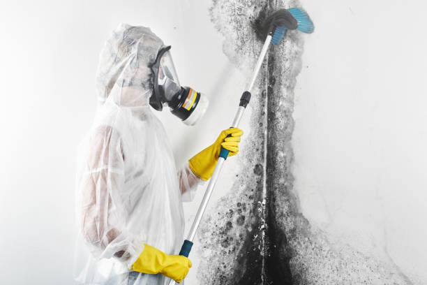 Best Mold Removal for HVAC Installations  in Duluth, MN